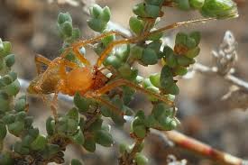 Attēlu rezultāti vaicājumam “Cheiracanthium sp. male”