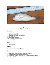 Image result for Leiostomus xanthurus