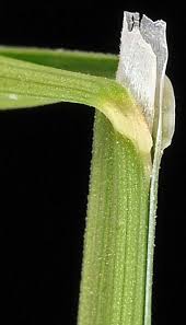 Attēlu rezultāti vaicājumam “Poa compressa leaf”