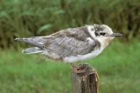 Attēlu rezultāti vaicājumam “Chlidonias niger eggs”