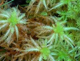 Attēlu rezultāti vaicājumam “Sphagnum teres”