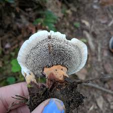 Attēlu rezultāti vaicājumam “Hydnellum aurantiacum”