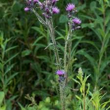 Attēlu rezultāti vaicājumam “Cirsium palustre fruit”