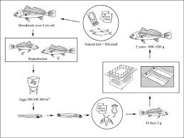 Image result for Argyrosomus regius