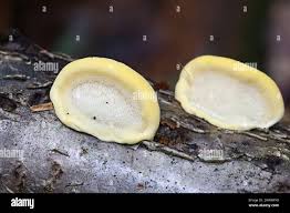 Attēlu rezultāti vaicājumam “Antrodiella serpula”