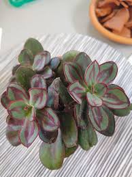 Attēlu rezultāti vaicājumam “Hemitrichia sordivesiculosa sessile”