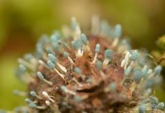 Attēlu rezultāti vaicājumam “Penicillium vulpinum”