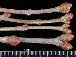 Attēlu rezultāti vaicājumam “Syringa vulgaris fruit”