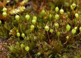 Attēlu rezultāti vaicājumam “Leptobryum pyriforme”