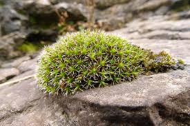 Attēlu rezultāti vaicājumam “Schistidium robustum sporophyte”