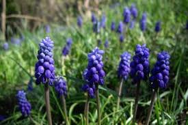 Attēlu rezultāti vaicājumam “Muscari armeniacum”