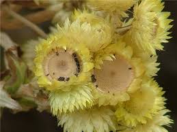 Image result for Helichrysum foetidum