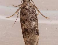 Attēlu rezultāti vaicājumam “Gelechia scotinella”