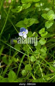 Attēlu rezultāti vaicājumam “Veronica filiformis bud”