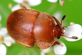 Attēlu rezultāti vaicājumam “Cychramus luteus”