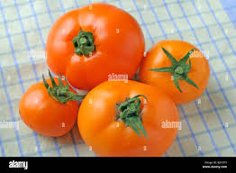 Afbeeldingsresultaat voor caro rich tomato