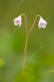 Attēlu rezultāti vaicājumam “Linnaea borealis fruit”