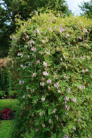 Image result for Adlumia fungosa