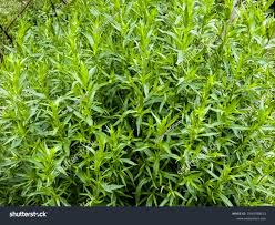 Image result for Imagini tehron