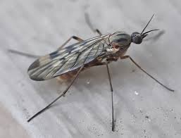 Attēlu rezultāti vaicājumam “Sylvicola sp.”