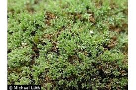 Attēlu rezultāti vaicājumam “Saelania glaucescens”