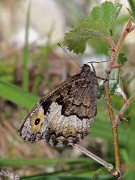 Attēlu rezultāti vaicājumam “Hipparchia alcyone underside”