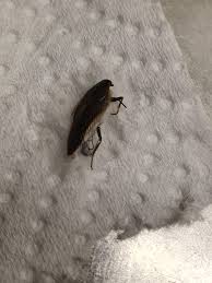 Attēlu rezultāti vaicājumam “Colymbetes striatus”