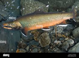 Image result for Salvelinus malma
