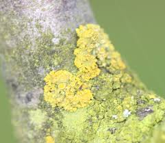 Attēlu rezultāti vaicājumam “Xanthoria polycarpa”