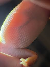 Image result for gravidity leopard gecko