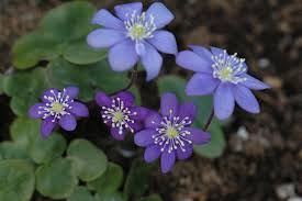 Attēlu rezultāti vaicājumam “Hepatica nobilis flower”