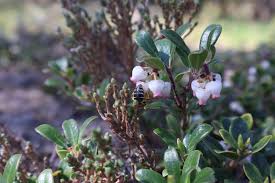 Attēlu rezultāti vaicājumam “Arctostaphylos uva-ursi fruit”