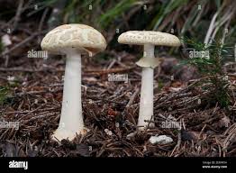 Attēlu rezultāti vaicājumam “Amanita citrina”