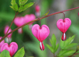 Image result for tränendes Herz