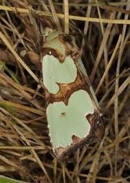 Attēlu rezultāti vaicājumam “Staurophora celsia”