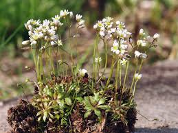 Attēlu rezultāti vaicājumam “Erophila verna flower”