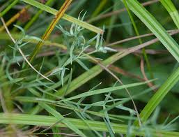 Attēlu rezultāti vaicājumam “Stellaria palustris leaf”