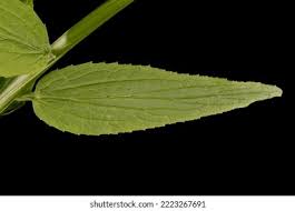 Attēlu rezultāti vaicājumam “Phyteuma spicatum fruit”