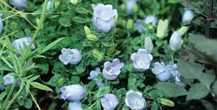 Image result for Campanula moesiaca