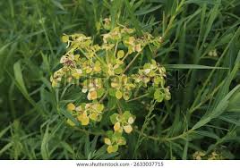 Attēlu rezultāti vaicājumam “Euphorbia palustris”
