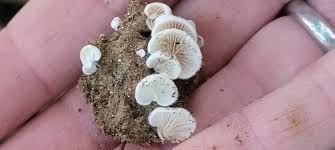 Attēlu rezultāti vaicājumam “Crepidotus applanatus”