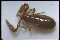 Attēlu rezultāti vaicājumam “Chelifer cancroides”