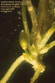 Attēlu rezultāti vaicājumam “Hydrocharis morsus-ranae fruit”