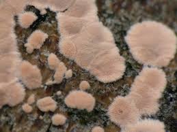 Attēlu rezultāti vaicājumam “Corticium roseum”