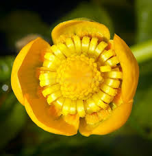 Attēlu rezultāti vaicājumam “Nuphar lutea flower”