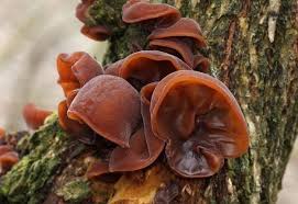 Attēlu rezultāti vaicājumam “Otidea leporina”