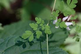 Image result for Adlumia cirrhosa