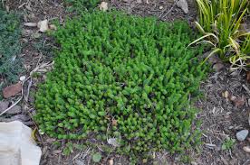 Attēlu rezultāti vaicājumam “Herniaria glabra flower”