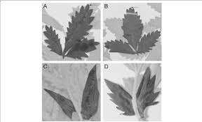 Attēlu rezultāti vaicājumam “Potentilla norvegica leaf”