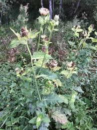 Attēlu rezultāti vaicājumam “Cirsium oleraceum leaf”